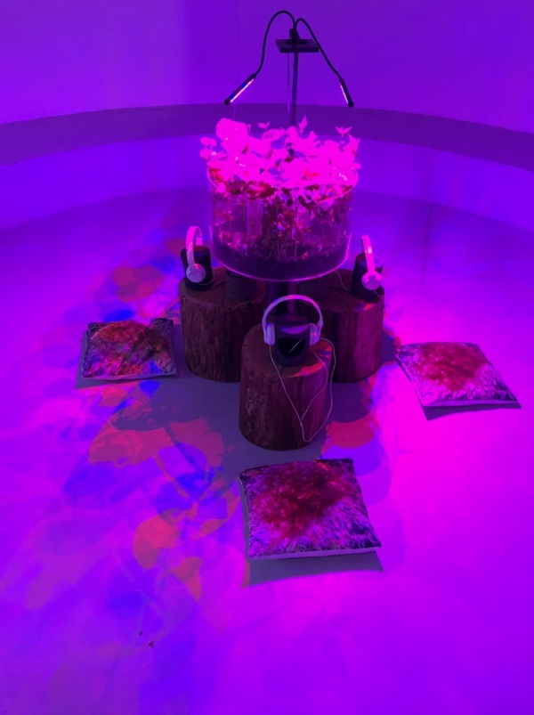 RRR, Rhizotron Roots Rock, 2019