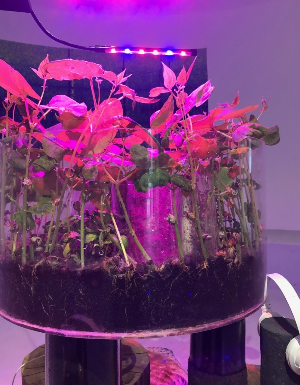 RRR, Rhizotron Roots Rock, 2019