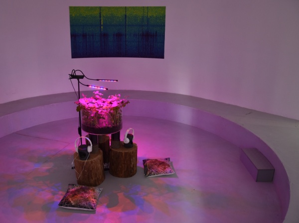 RRR, Rhizotron Roots Rock, 2019