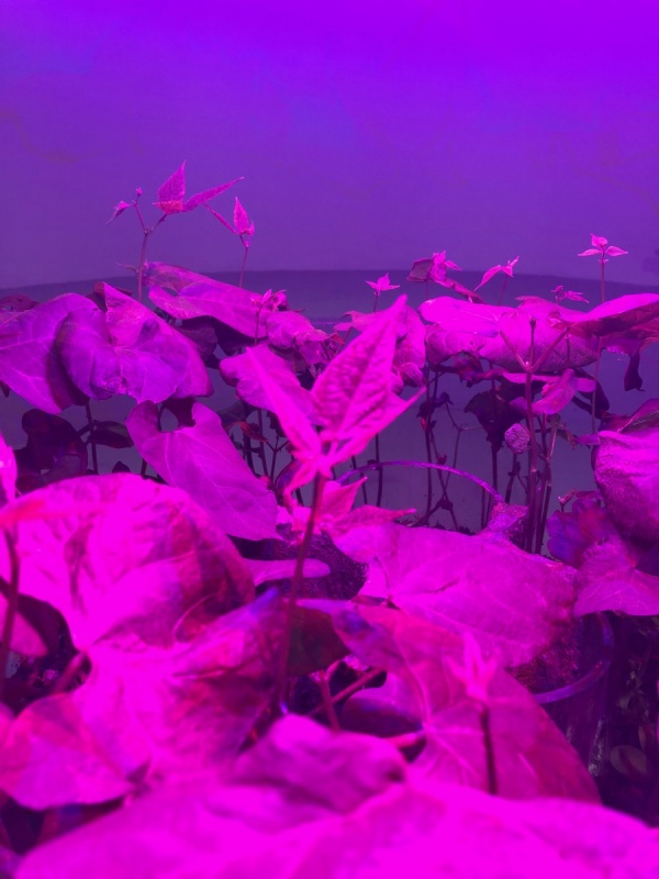 RRR, Rhizotron Roots Rock, 2019