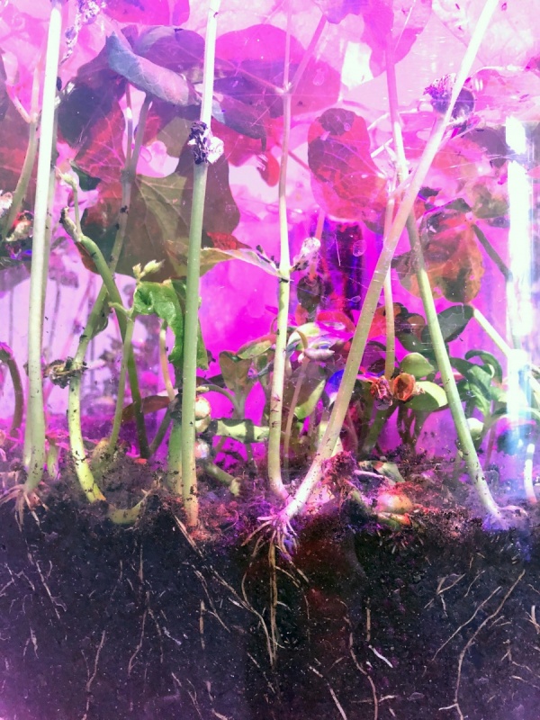 RRR, Rhizotron Roots Rock, 2019