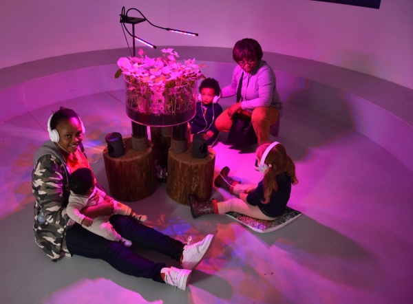 RRR, Rhizotron Roots Rock, 2019